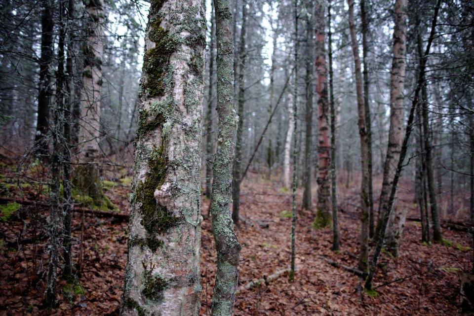 Spookly vast forests