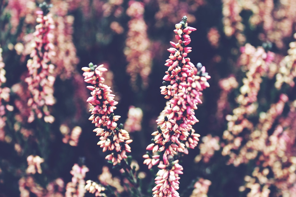 Heathland flowers pink