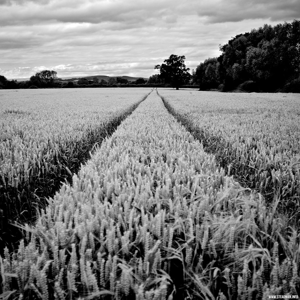 Marden Fields