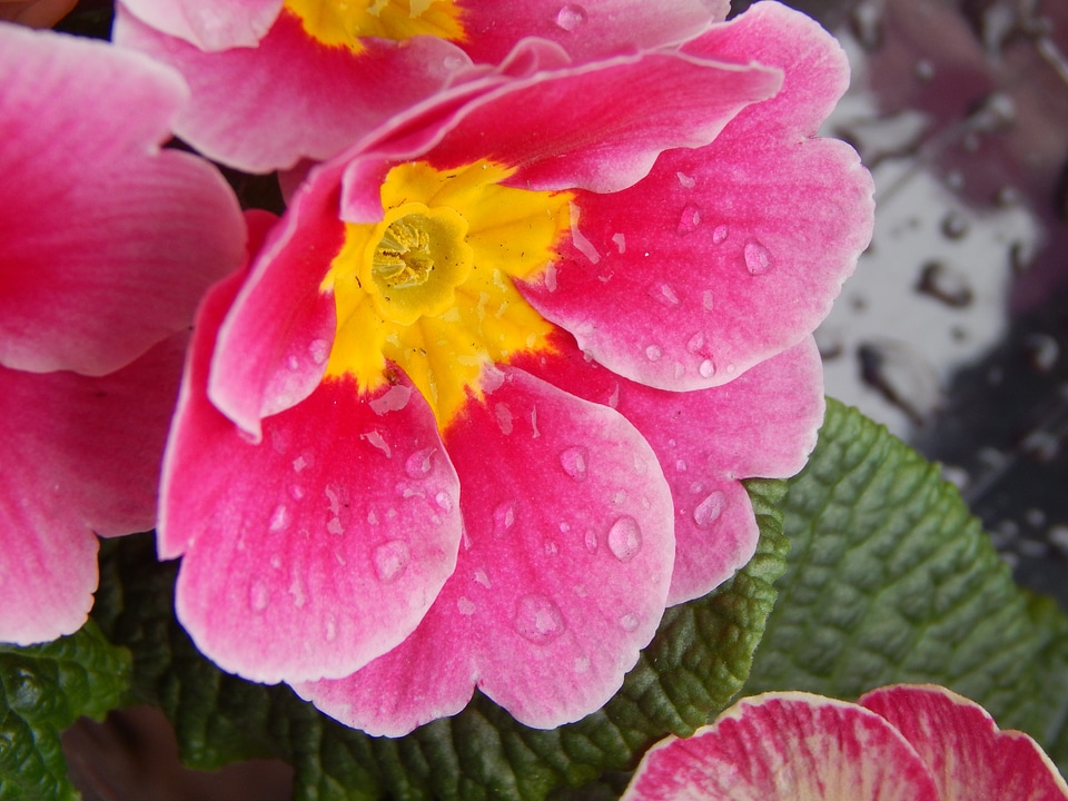 Yellow drops spring