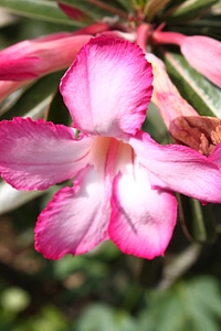 Upside down closeup of flower shoot red