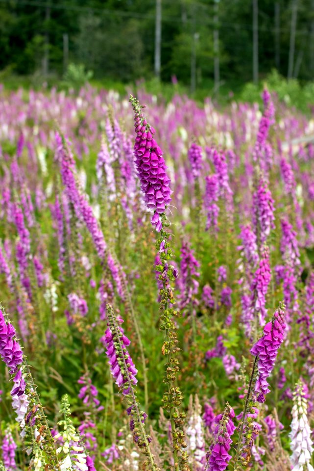 2019-6 Foxglove Farm-3745