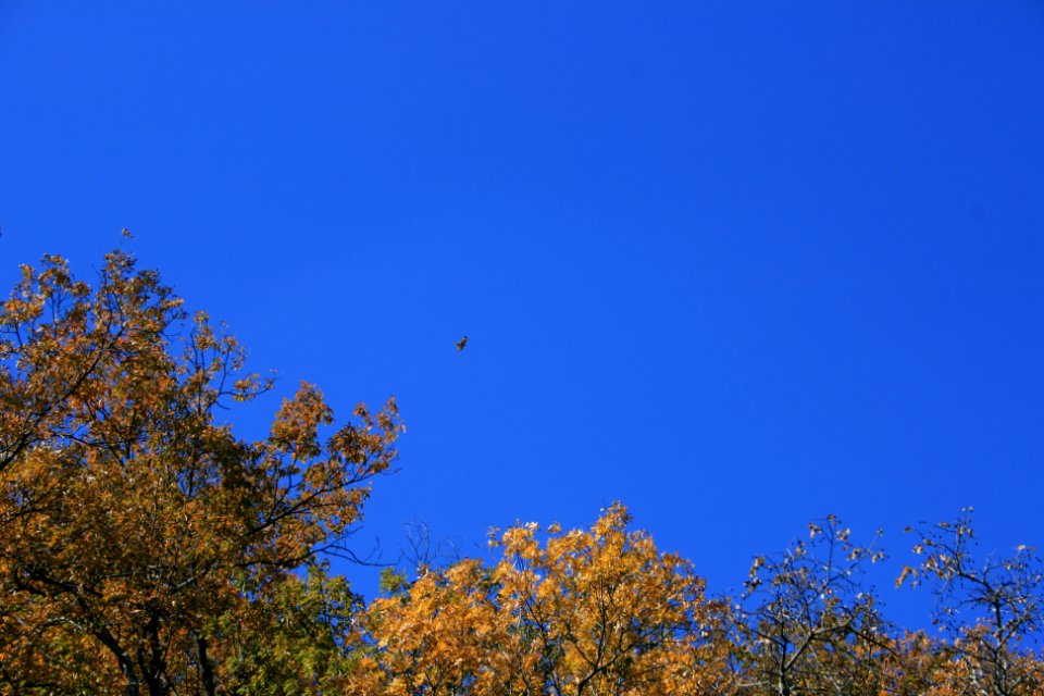 IMG 0809