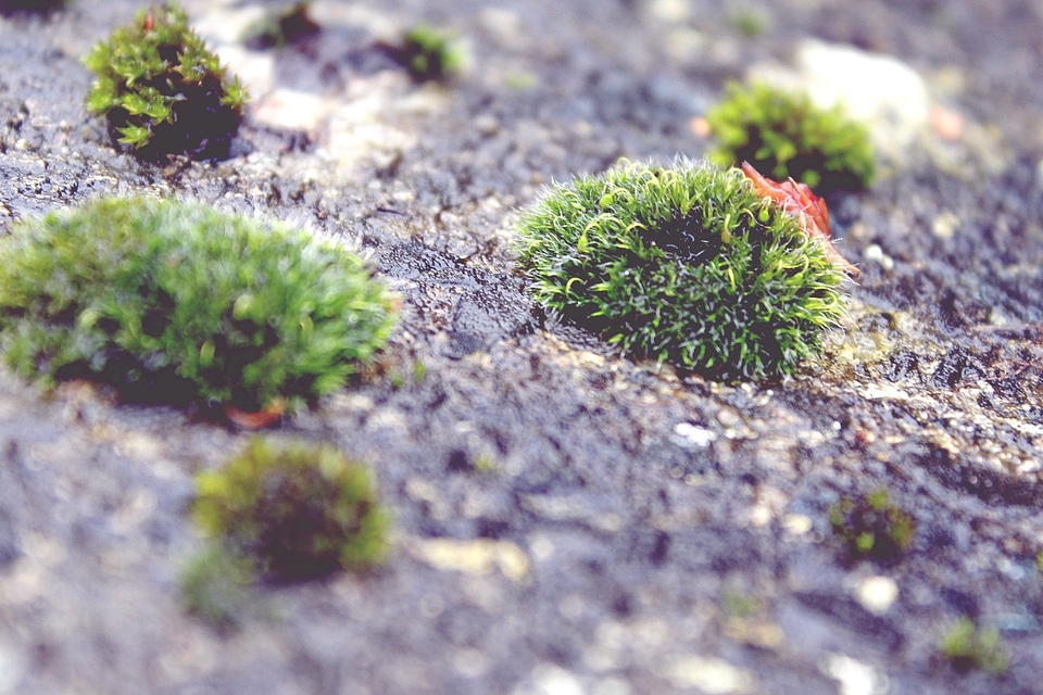 Weathered green forest