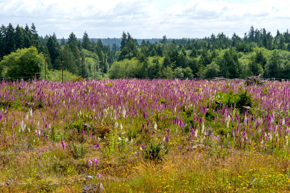 2019-6 Foxglove Farm-3750