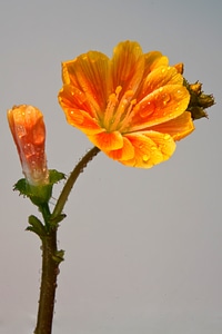 Drop of water orange macro photo