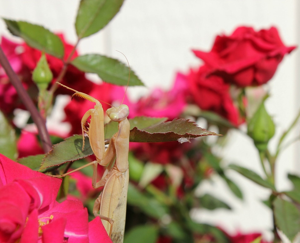 Brown praying mantis