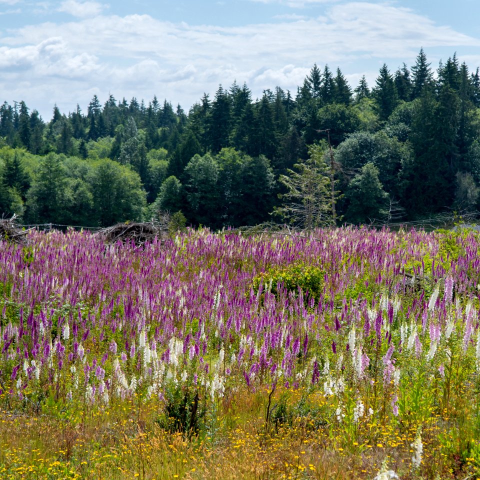 2019-6 Foxglove Farm-3752