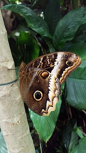 Butterfly tropics eye