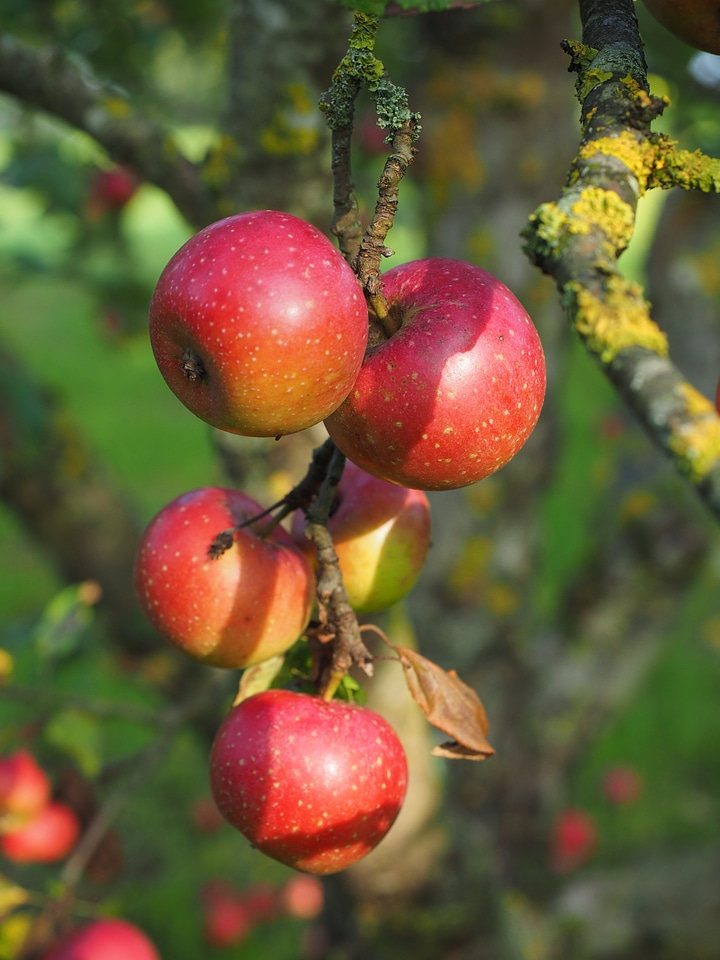 Boskop rennet apple variety