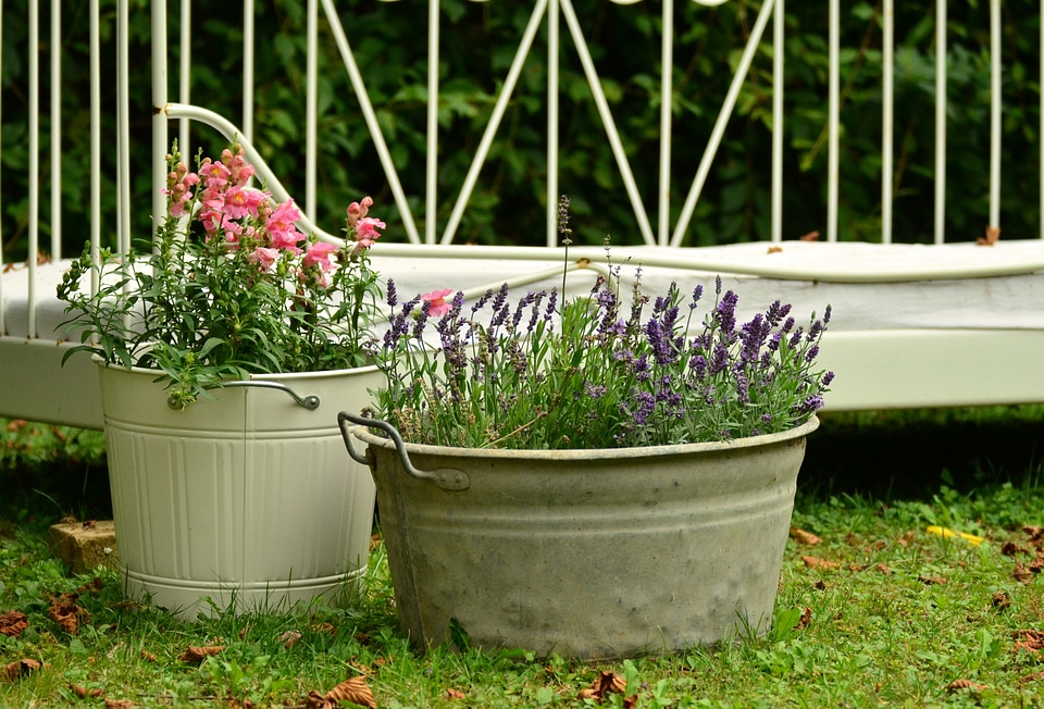 Loewenmaeulchen still life container plant