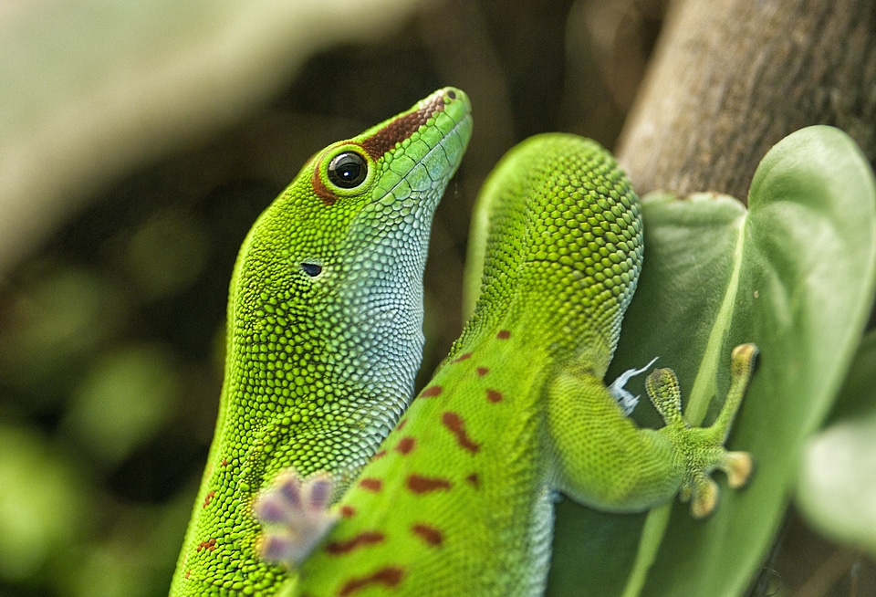 Phelsuma madagascar day gecko