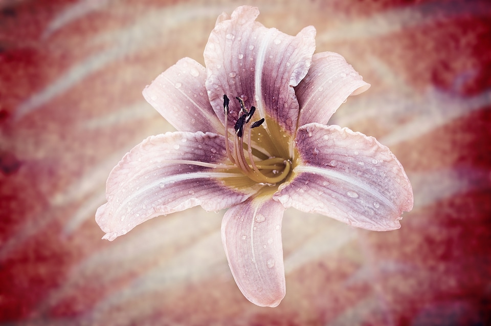 Garden blossom bloom