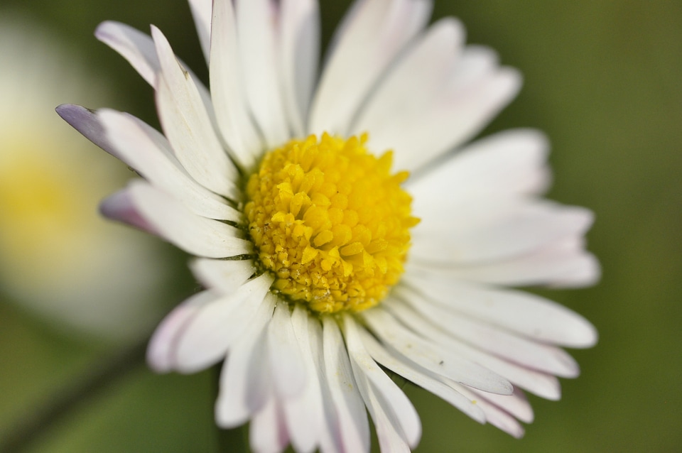 Beautiful daisy blossom