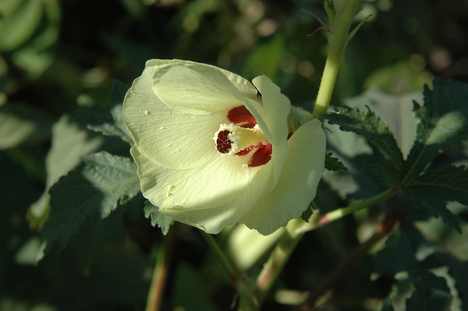 Okra vegetables flowers natural