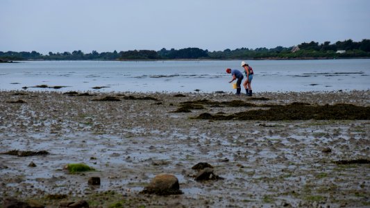 Coquillage photo