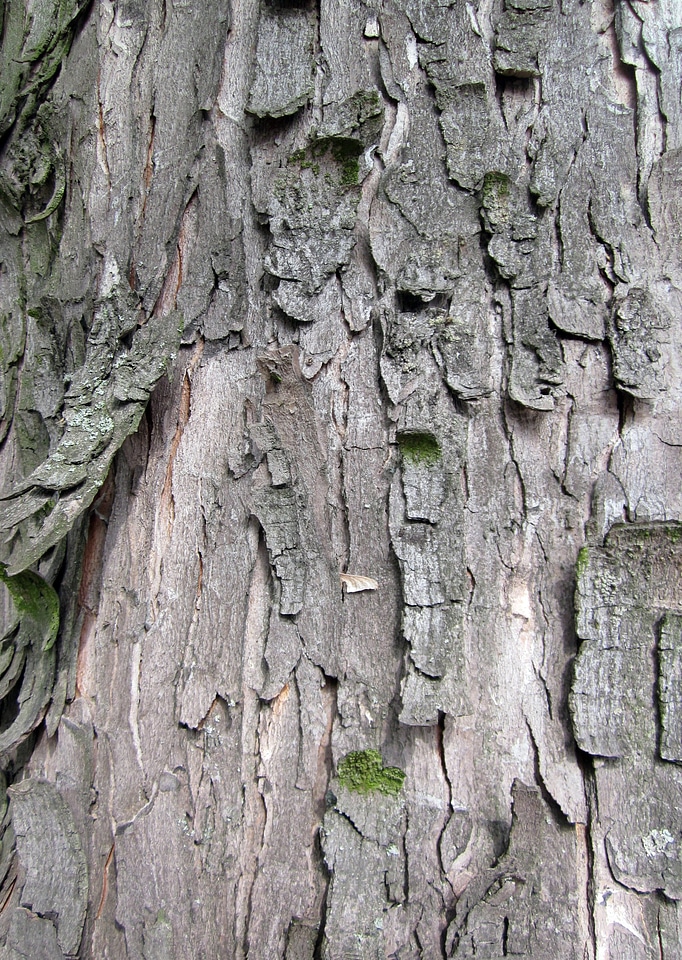 Tree trunk wood