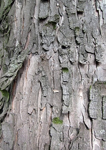Tree trunk wood photo
