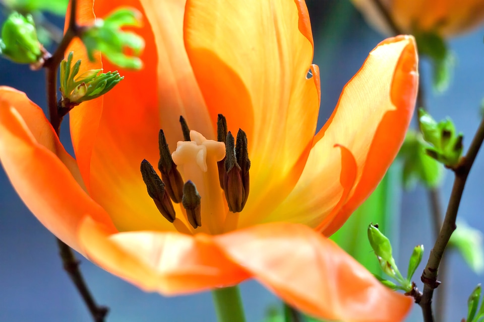 Blossom bloom nature