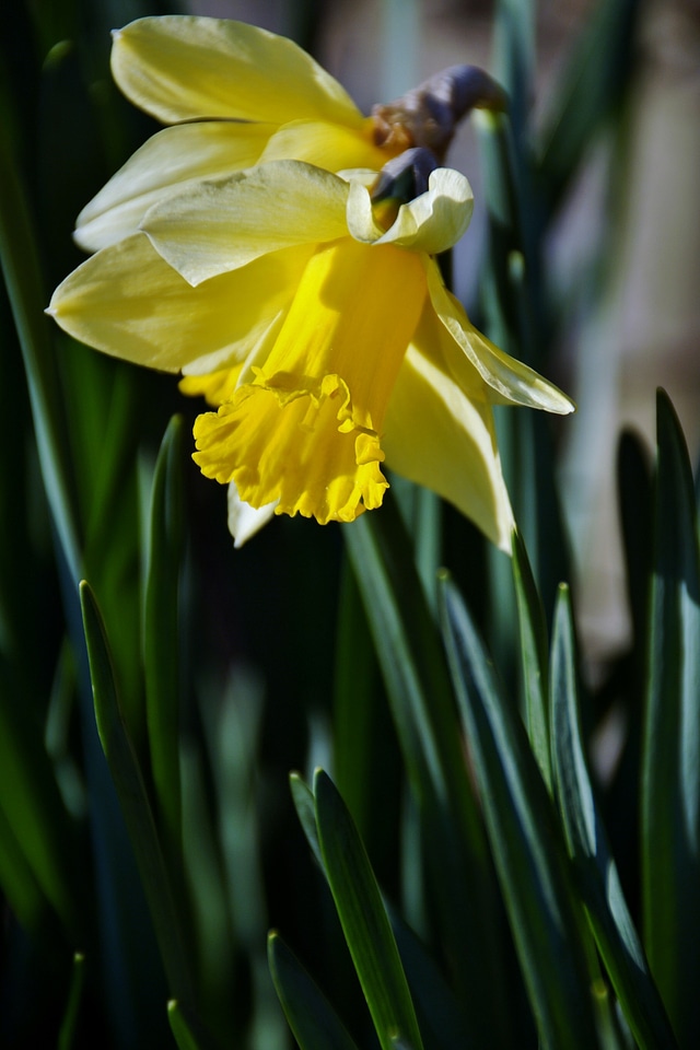 Yellow flower garden