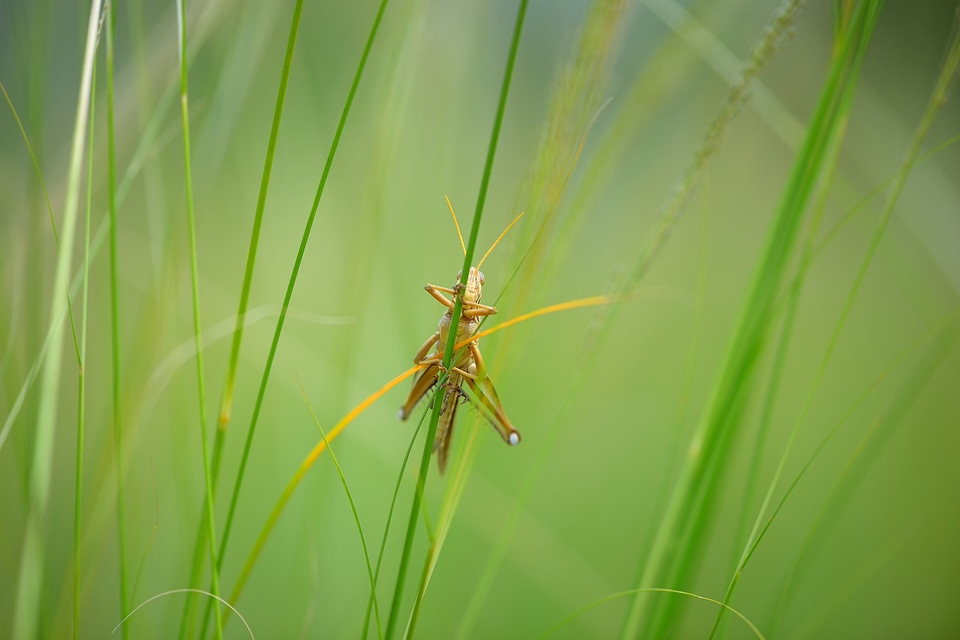 Insects neck natural