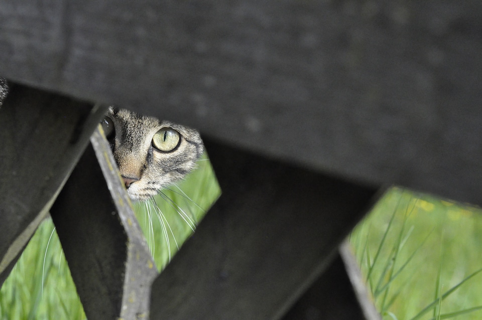 Young cat cat's eyes cat face
