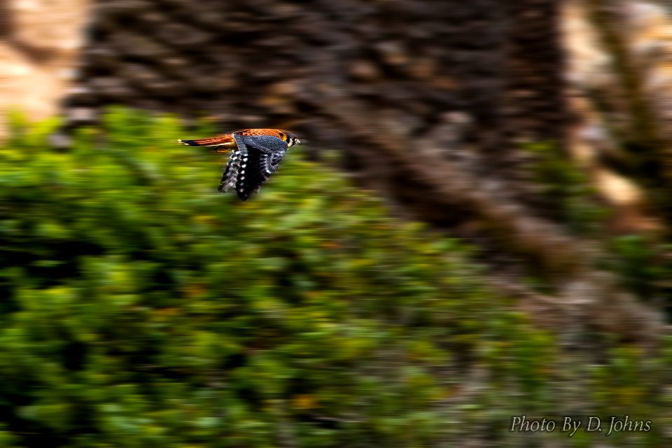 American Kestral Fast