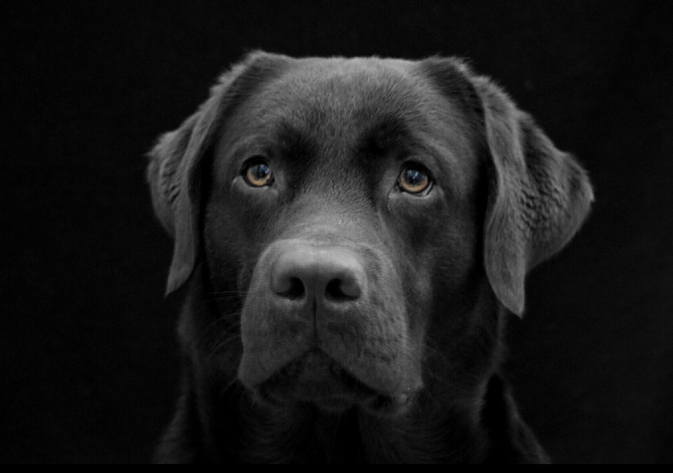 Black dark dog face