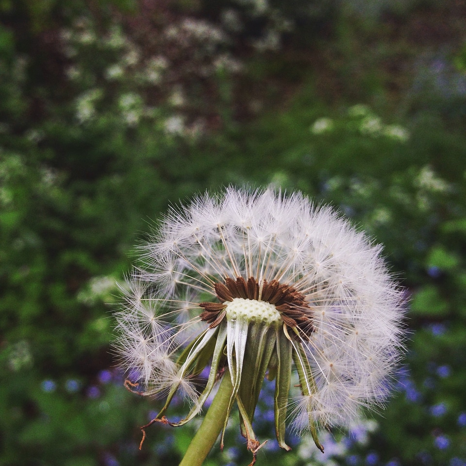 Nature flower fresh