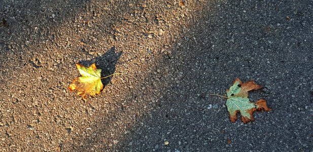 Leaves