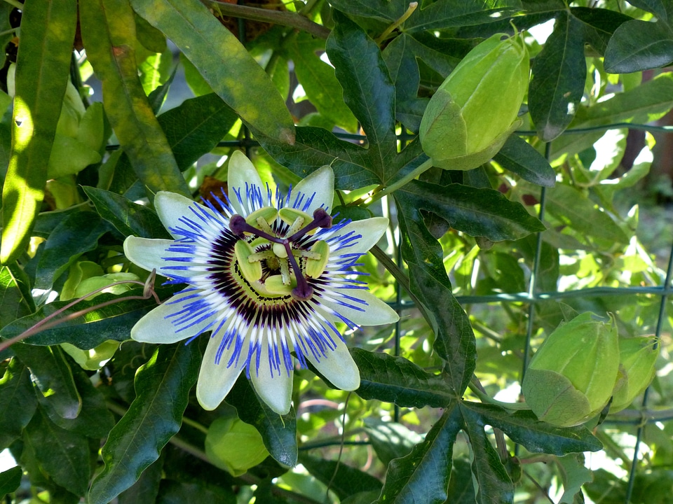 Bloom stamens scars