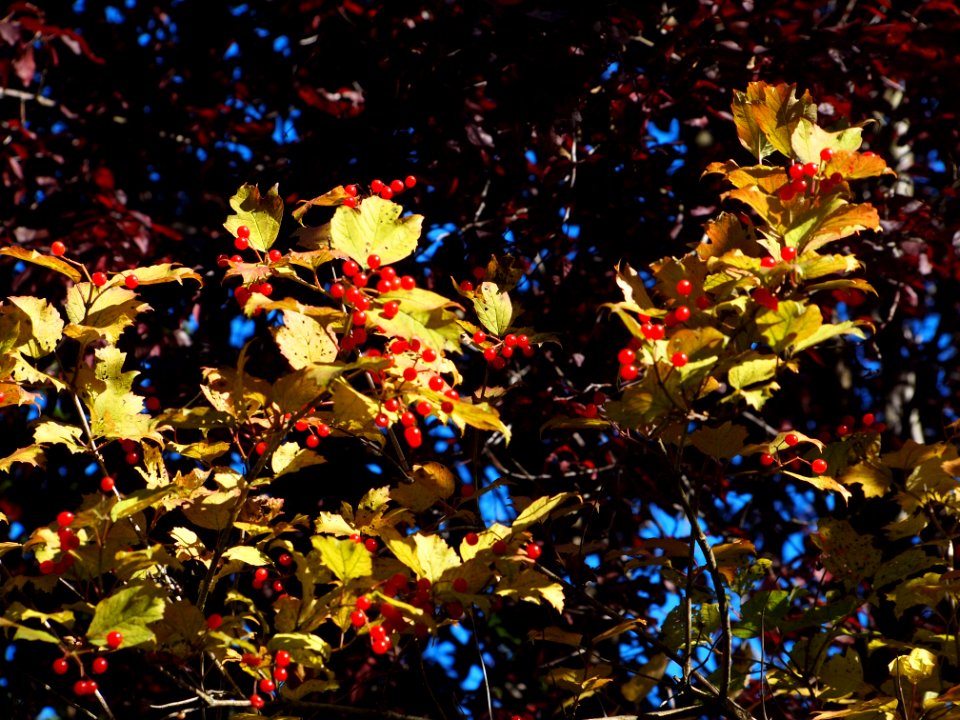 Herbstfarben leuchten