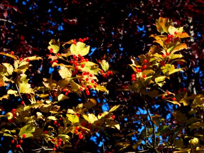 Herbstfarben leuchten photo