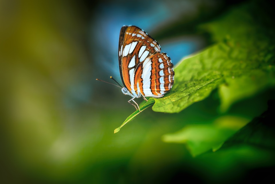 Wing insects natural