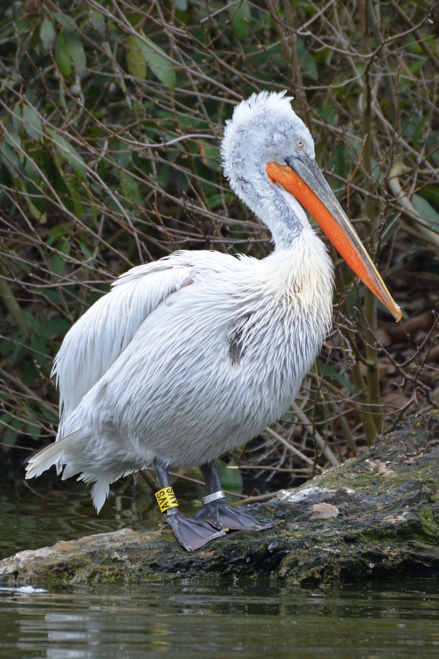 Bird animal waterfowl