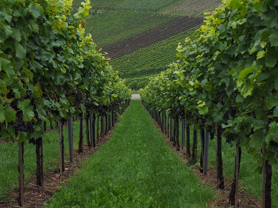 Noble vine vitis vinifera fruits