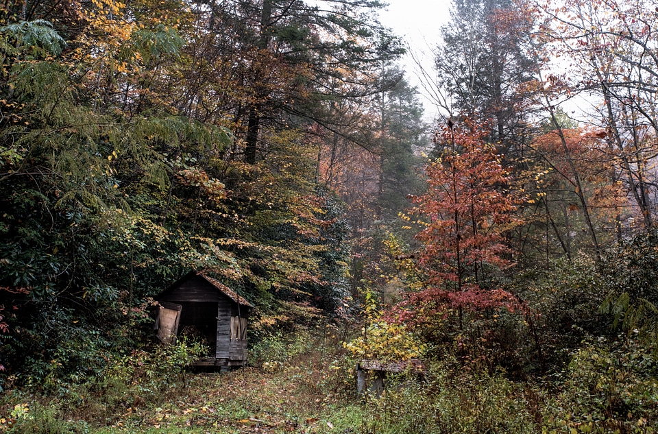 Trees cabin autumn