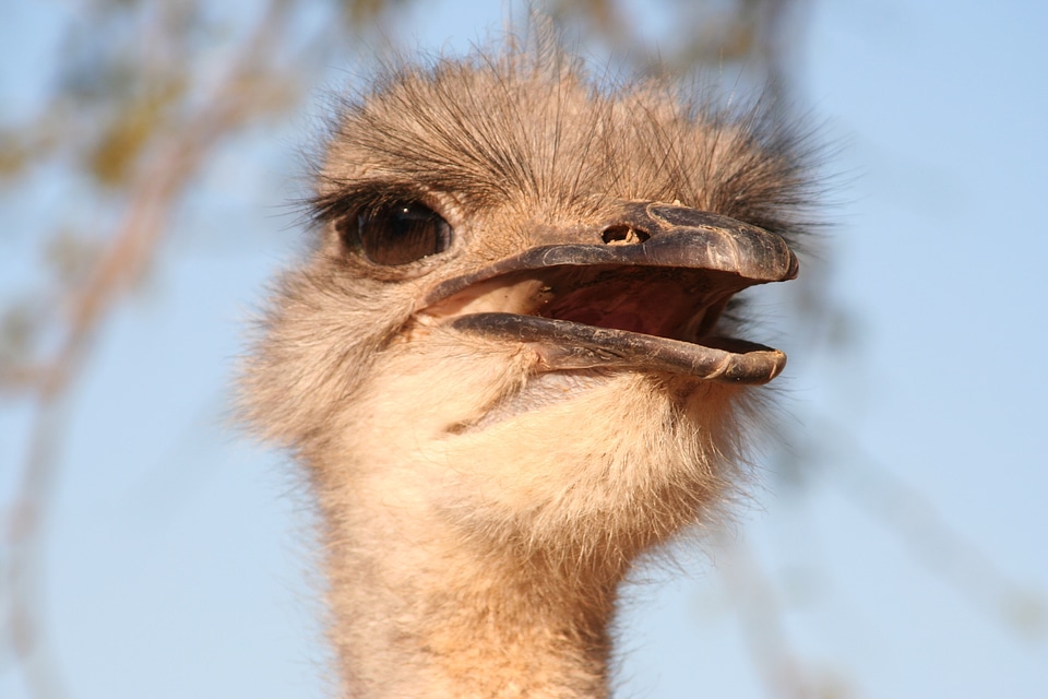 Ostrich nature head
