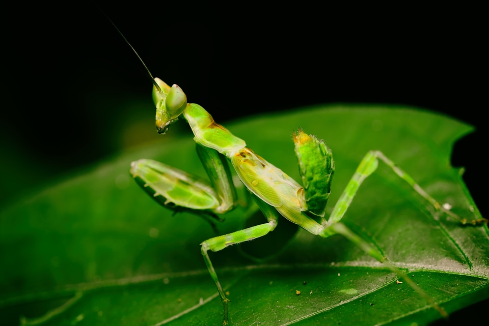 Insects green nayure
