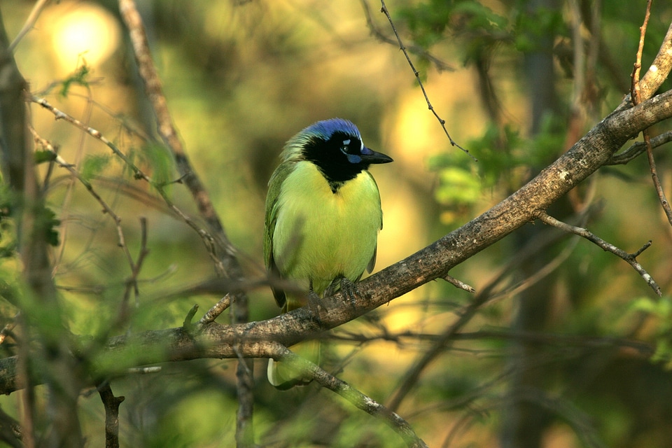 Nature portrait perching