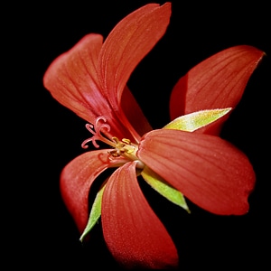 Red close plant