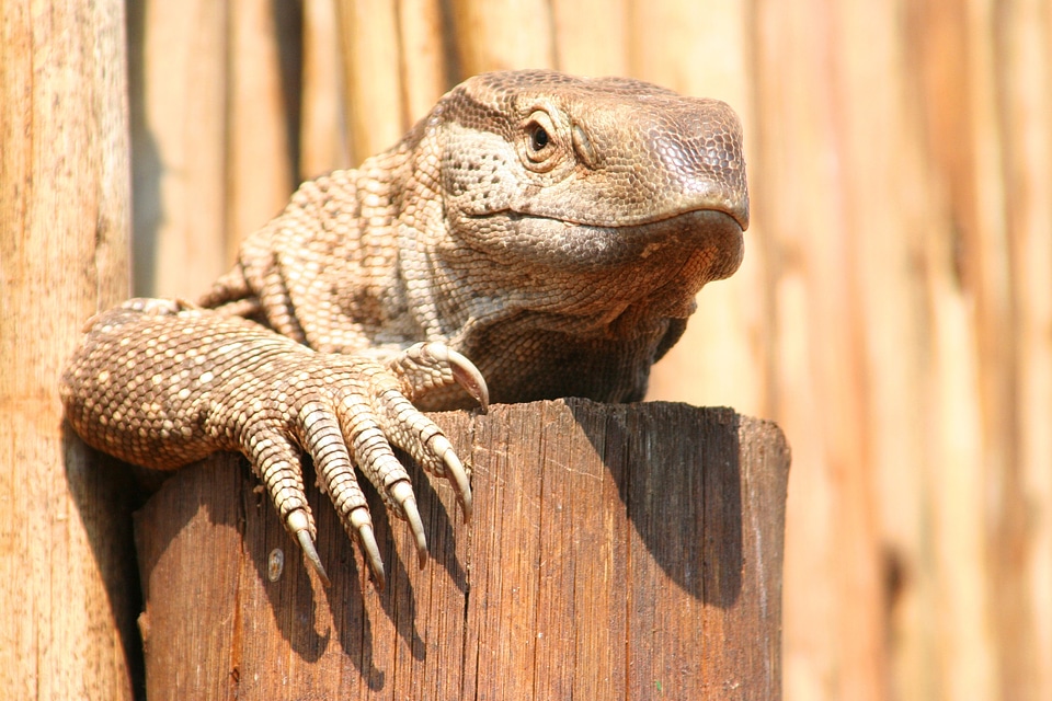 Creature animal world south africa