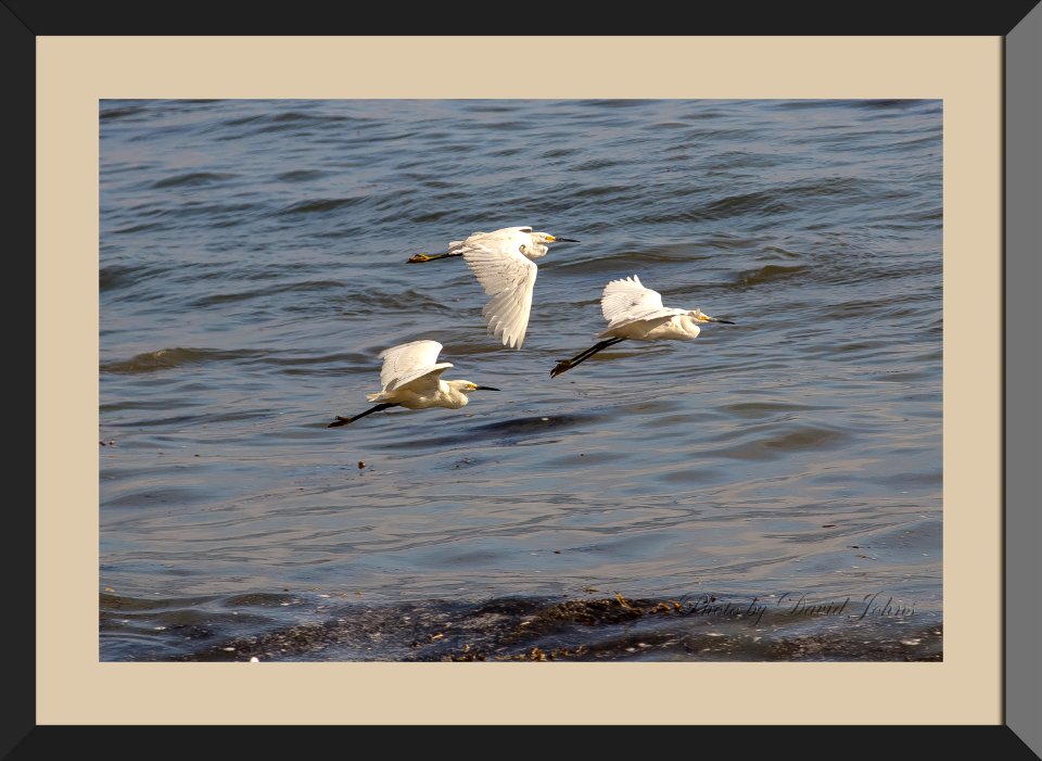 Birds of a feather