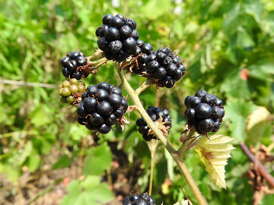 Berries berry close up