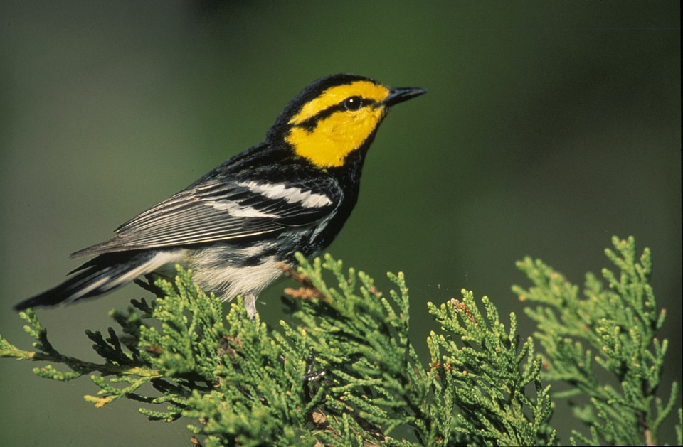Wildlife perched nature