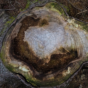 Cut down abstract tree stump