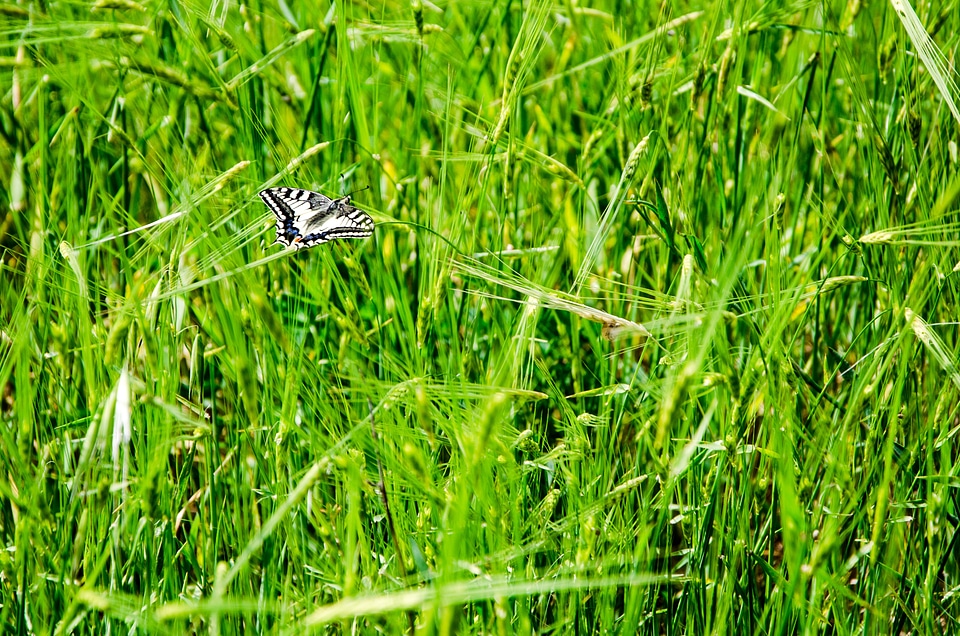 Animal grass green