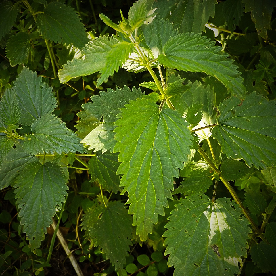 Phytotherapy natural medical