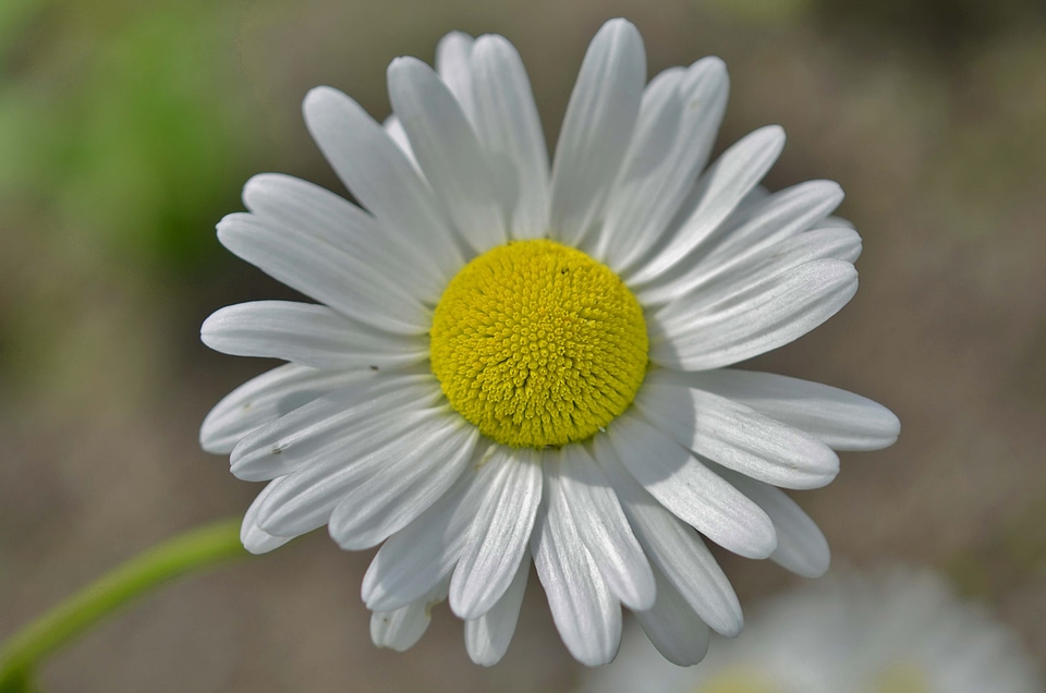Floral plant leaf