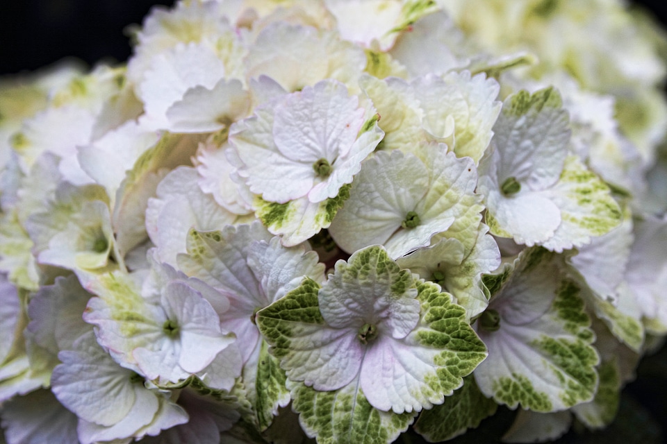White garden plant hydrangea plants